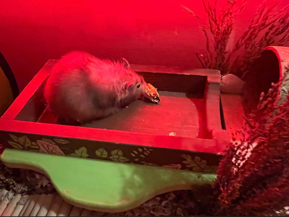 Little Sombrero Mini Tacos| Hamsters, Mice, Gerbils, Rats, Small Animals