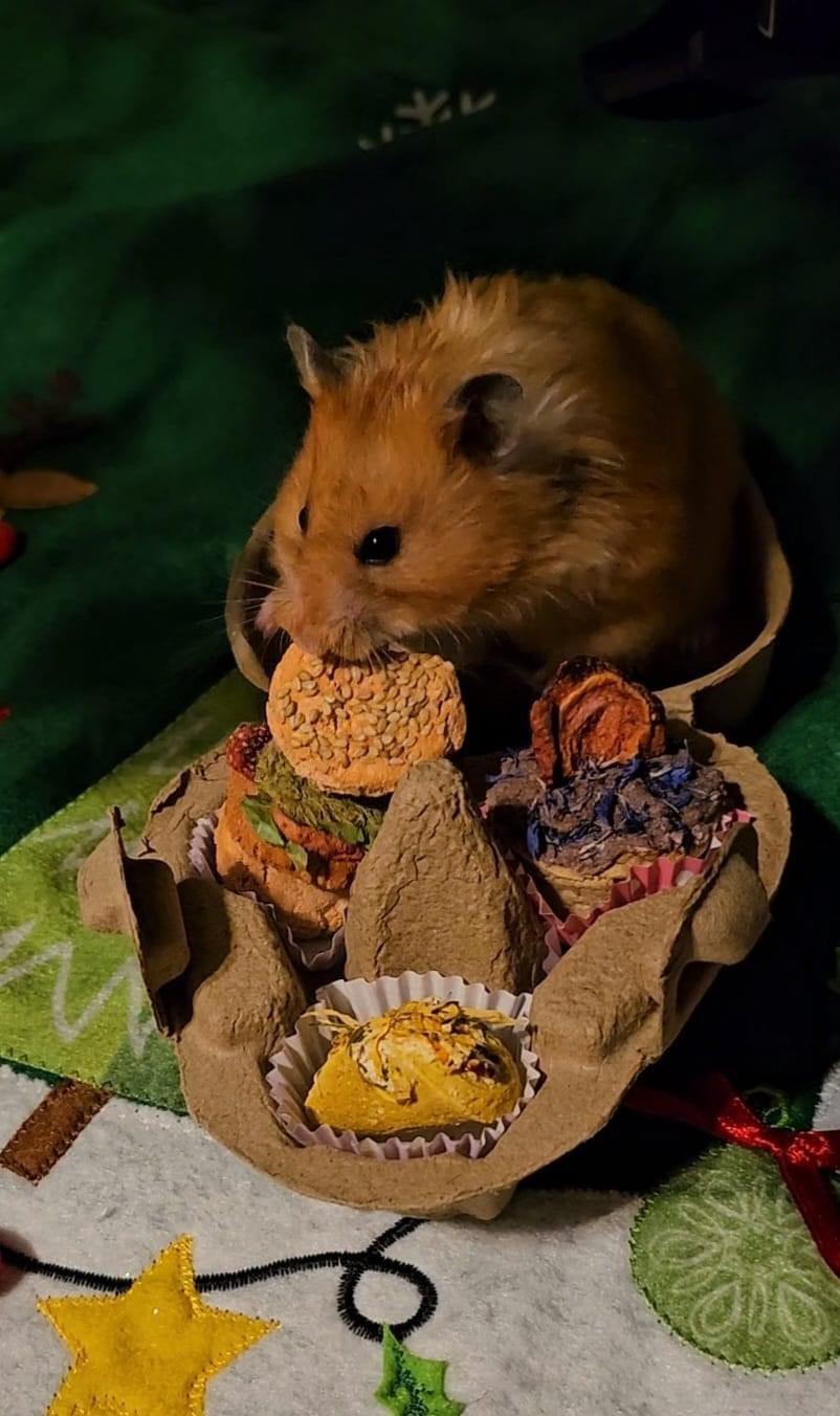 HamDonalds and fries|Hamsters, Mice, Rats, Gerbils