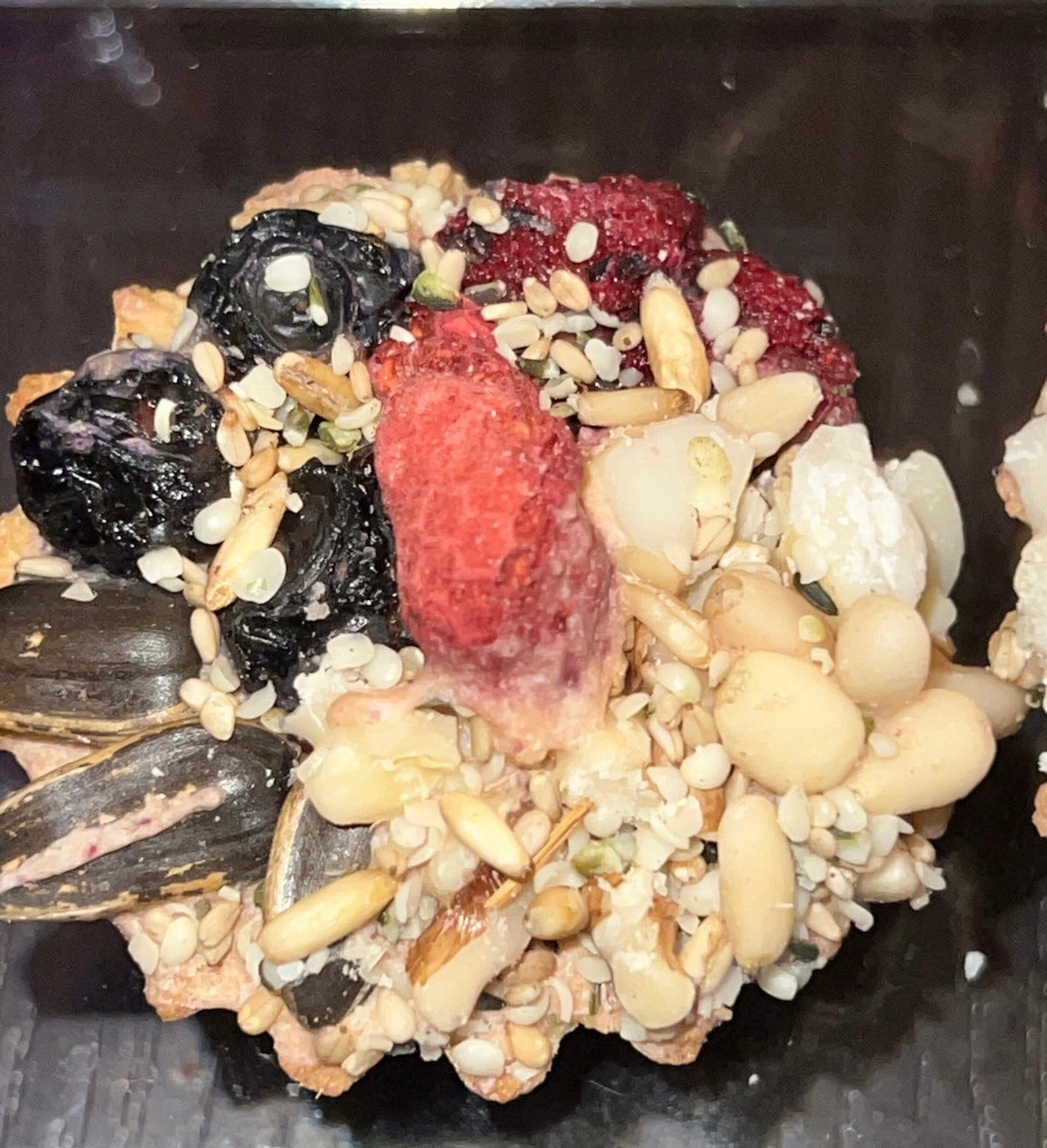 CUTE! SCRUMPTIOUS Fruit and Nut Tart Hamsters, Mice, Rats, gerbils